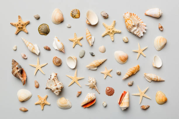 istock Summer time concept Flat lay composition with beautiful starfish and sea shells on colored table, top view 1400611895