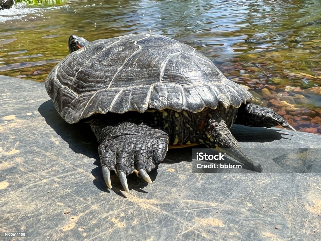 back leg and tail of small water turtle on rock to rest water turtles, closeup back leg and tail of small water turtle on rock to rest or sunbathing by lake or pond in natural park in sunny day. reptile animals concept with selective focus Animal Stock Photo