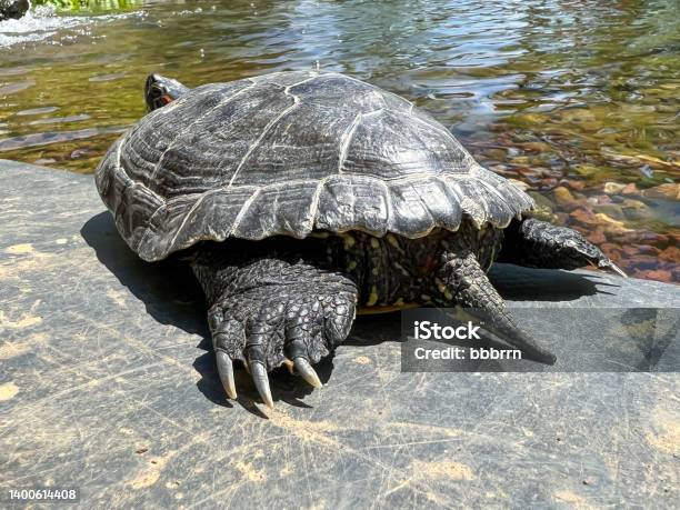 Back Leg And Tail Of Small Water Turtle On Rock To Rest Stock Photo - Download Image Now
