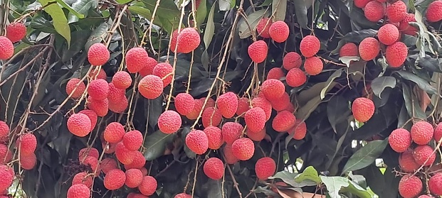 Litchi or Lychee is a soapberry family sole member in the genus Litchi fruit tree. It is a tropical tree and its native place is Guangdong,Yunnan and Fujian provinces of Southwest and south east China. The main producer of this fruit is China followed by India and other southeast Asian countries.