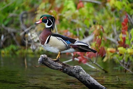Taken in the spring, this male wood duck is watching his brood from a distance.