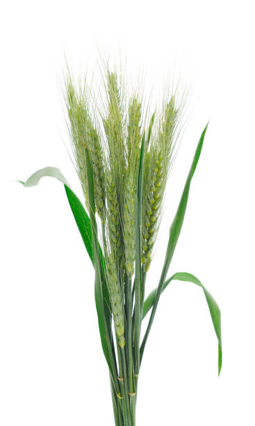 istock Bunch of green wheat ears. 1400616100