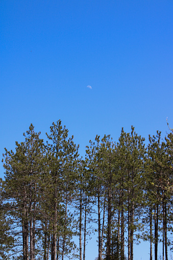 Moon visible during day above pine trees