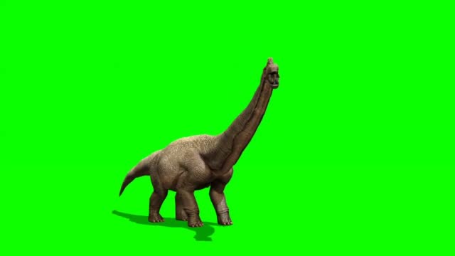 Apatosaurus Dinosaur Looking on Green Screen