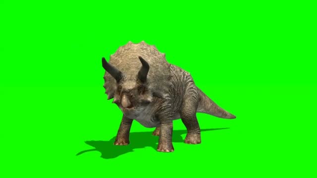 Triceratops Dinosaur Roaring on Green Screen