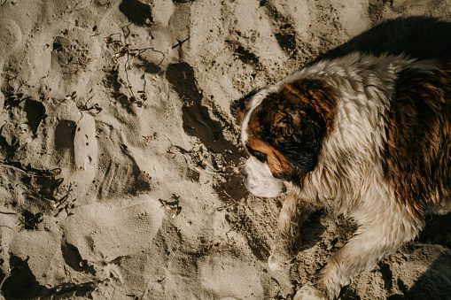 Saint Bernard dog on a lying down on beautiful sandy beach on a sunny day.
