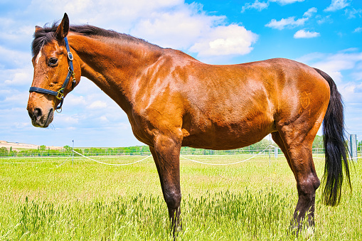 Standing chestnut colored horse on a pasture in the sunshine.