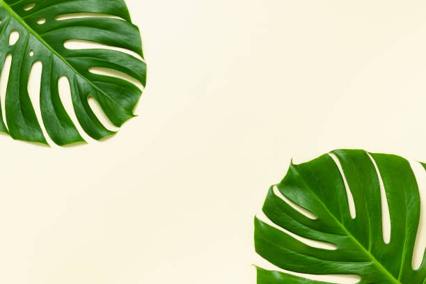 istock Tropical monstera leaves frame top view 1400621127