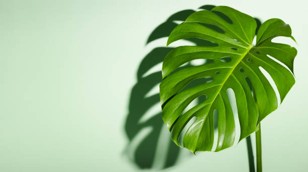 istock Tropical jungle monstera leaf with harsh shadows 1400621131