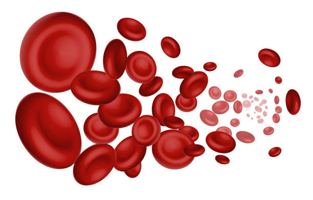 illustrazioni stock, clip art, cartoni animati e icone di tendenza di globuli rossi fluenti su sfondo bianco, illustrazione vettoriale realistica 3d - blood cell