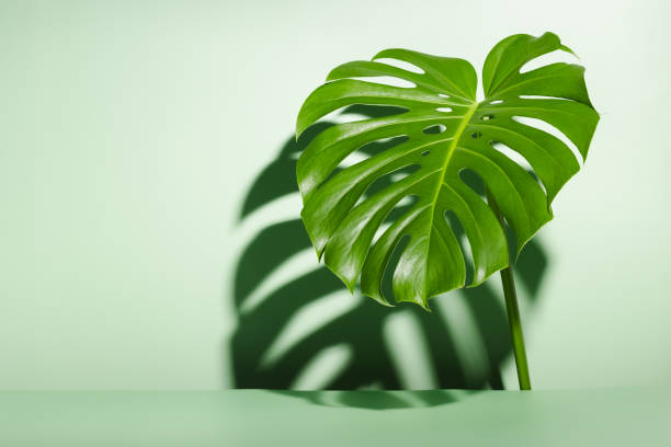 istock ackground for product presentation and monstera leaf with harsh shadows 1400621771