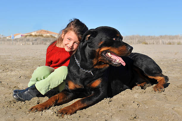 istock rottweiler and child on the beach 140062212