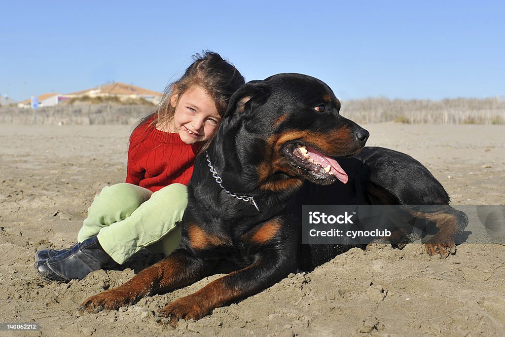 rottweiler and child on the beach portrait of a purebred rottweiler and little girl on the beach Animal Stock Photo