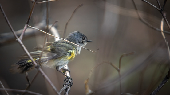 An american redstart female, in the spring, in the Laurentian forest.