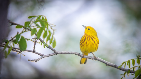 A yellow warbler, in the spring, in the Laurentian forest.