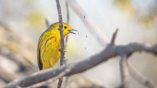 A yellow warbler, in the spring, in the Laurentian forest eats small mosquitoes in a spider's web.