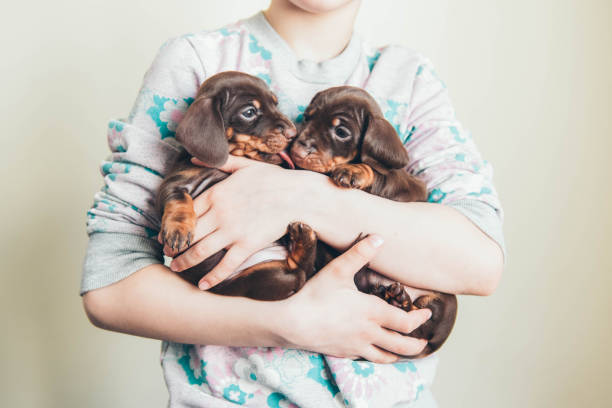 cachorros dachshund - vet dog teenager puppy fotografías e imágenes de stock