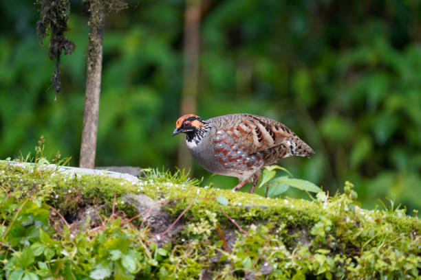 Rare and Elusive Hill Partridge Posing and Feeding (2 of 3)