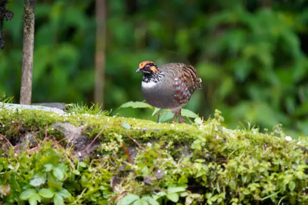 Rare and Elusive Hill Partridge Posing and Feeding (1 of 3)