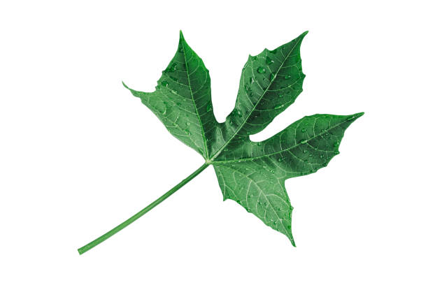 istock More beautiful exotic tropical leaves, isolated leaf background. 1400627002
