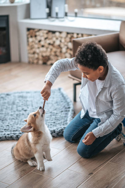 istock A boy holding a stick and playing with a puppy 1400627284