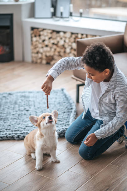 istock A boy holding a stick and playing with a puppy 1400627289