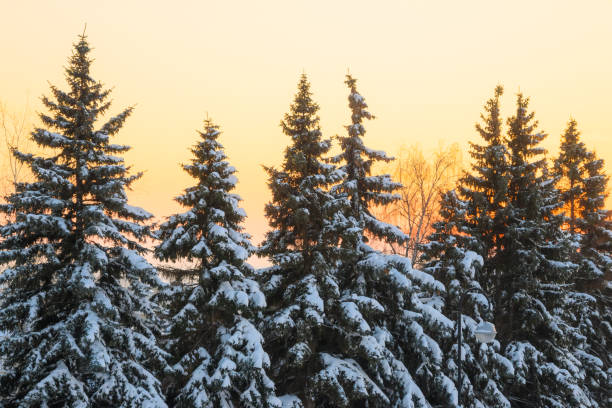 istock Beautiful calm evening winter forest. 1400628022