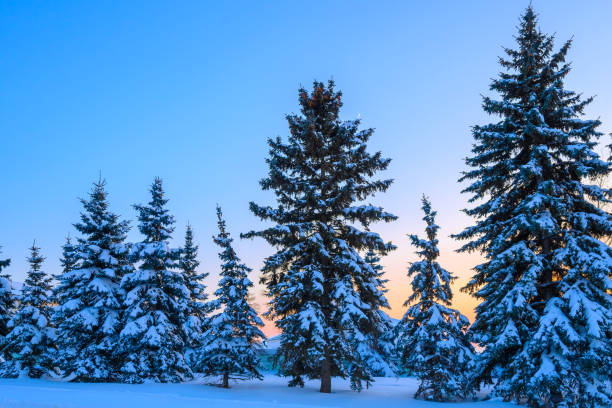 istock Beautiful calm evening winter forest. 1400628083