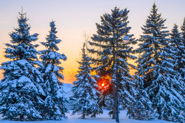 istock Beautiful calm evening winter forest. 1400628127
