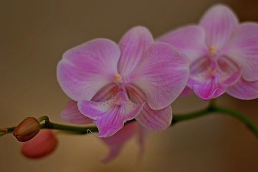 Blooming orchids with pink petals and an unopened bud. No leaves and blurred olive background.