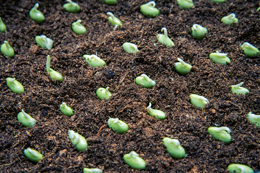 Farmer's hand planting seeds in soil