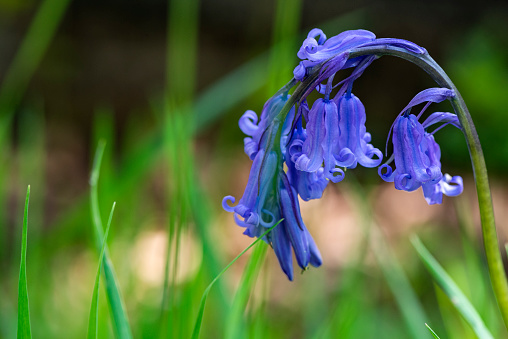 Common Bluebells (Hyacinthoides), single flower, growing in UK field. The photograph is taken with shallow depth of field.