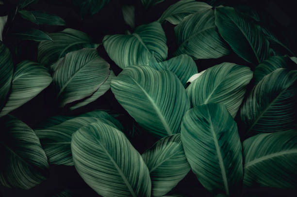 istock tropical leaves, abstract green leaf texture in garden, nature background 1400630538