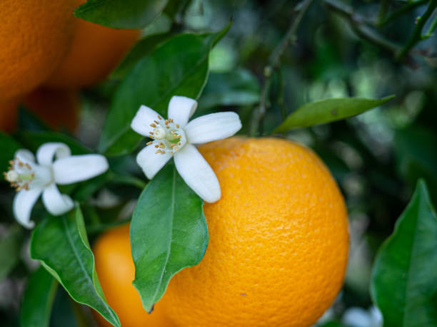 istock Valencian orange and orange blossoms. Spain. Spring harvest 1400631157