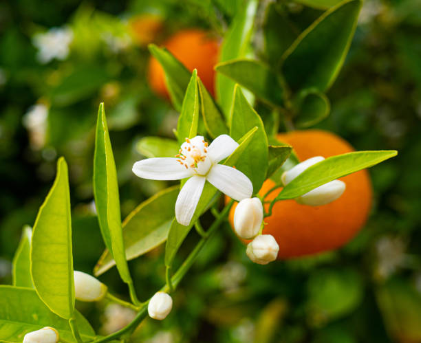 istock Valencian orange and orange blossoms. Spain. Spring harvest 1400631343