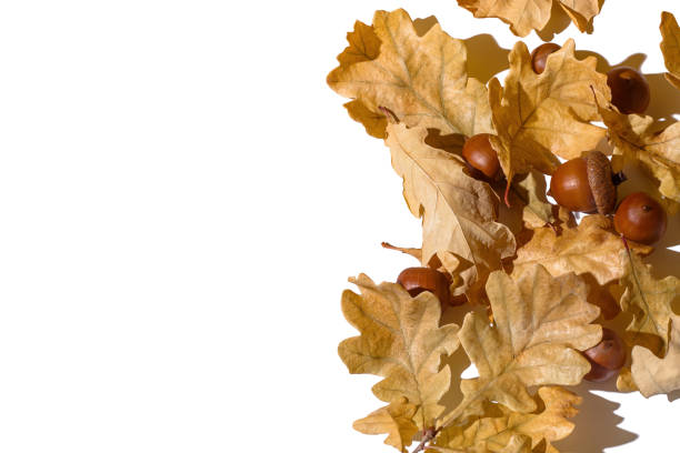 istock Acorns and dry yellow oak leaves on white top view. 1400631368