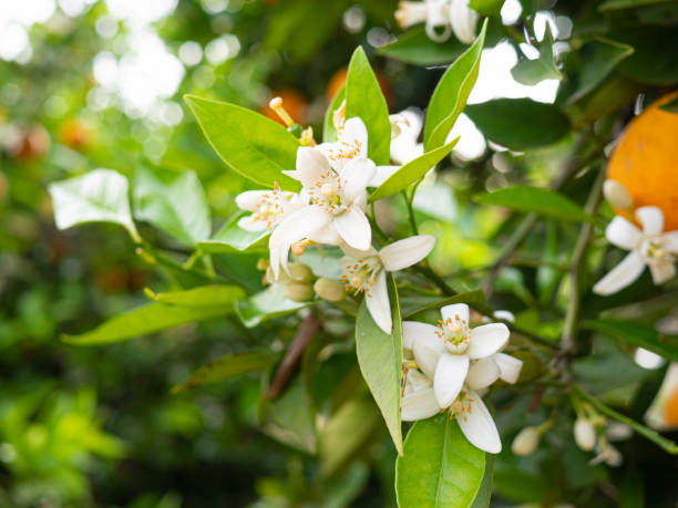 istock Valencian orange and orange blossoms. Spain. Spring harvest 1400631390