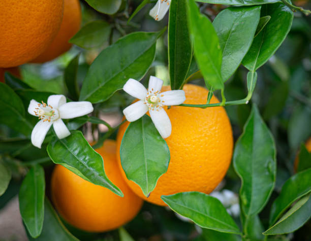 istock Valencian orange and orange blossoms. Spain. Spring harvest 1400631990
