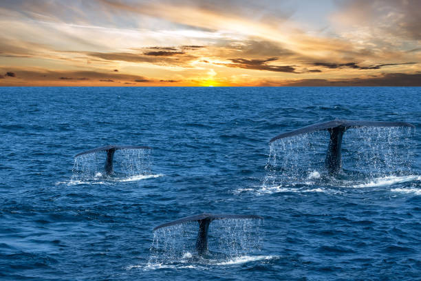 istock While tails in the ocean, sunset landscape view, Sri Lanka, Mirissa 1400632300