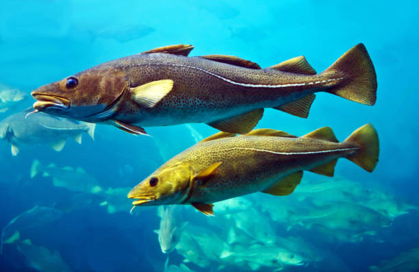 水槽に浮かぶタラの魚のカップル - animal fat ストックフォトと画像