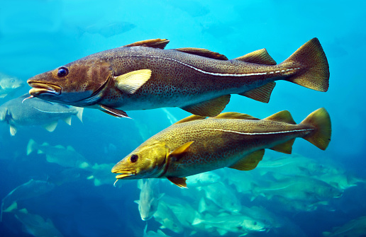 Cod fishes couple floating in aquarium