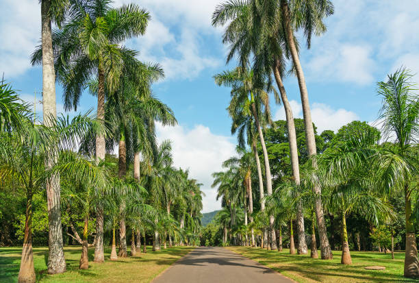 야자수 골목, 스리랑카 - royal botanical garden 뉴스 사진 이미지