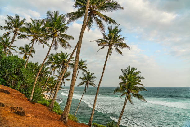 istock Coconut beautiful ocean beach with palm trees, Sri Lanka 1400632447