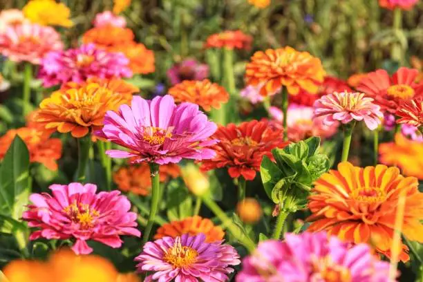 Blossom colorful zinnia flower on a green background on a summer day macro photography, Close up of pink zinnia flower,  Beautiful zinnia flower in the garden, Purple Zinnia Flower, beauty in nature, floral photo, macro photography, stock photo.