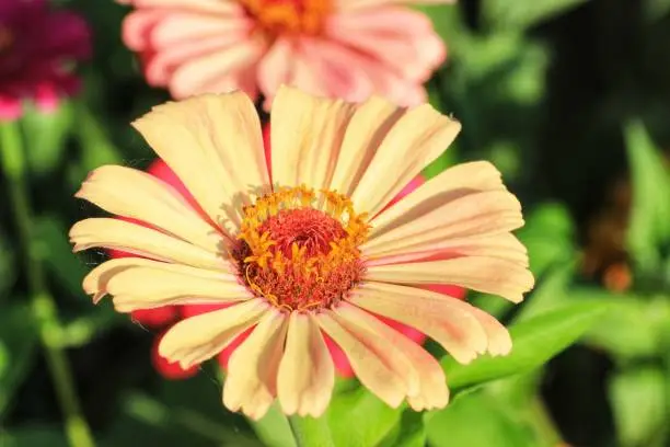 Blossom orange zinnia flower on a green background on a summer day macro photography, Close up of orange zinnia flower, Beautiful zinnia flower in the garden, Orange Zinnia Flower, beauty in nature, floral photo, macro photography, stock photo.