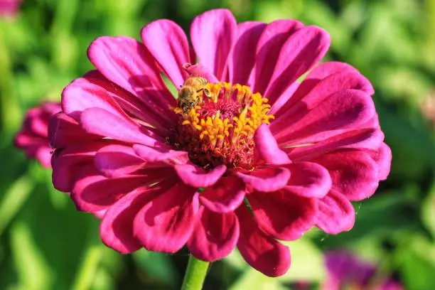 Blossom pink zinnia flower on a green background on a summer day macro photography, Close up of pink zinnia flower, Beautiful zinnia flower in the garden, Purple Zinnia Flower, beauty in nature, floral photo, macro photography, stock photo.