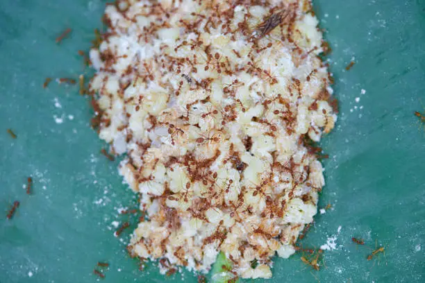 Photo of Close-up of red ant eggs on green leaves