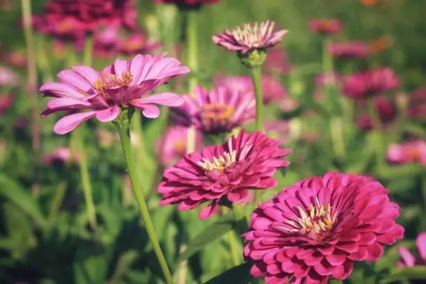 Blossom pink zinnia flower on a green background on a summer day macro photography, Close up of pink zinnia flower,  Beautiful zinnia flower in the garden, Purple Zinnia Flower, beauty in nature, floral photo, macro photography, stock photo.