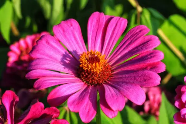 Blossom pink zinnia flower on a green background on a summer day macro photography, Close up of pink zinnia flower, Beautiful zinnia flower in the garden, Purple Zinnia Flower, beauty in nature, floral photo, macro photography, stock photo.