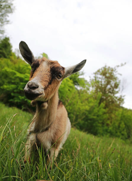 istock goats graze in the field 1400633382